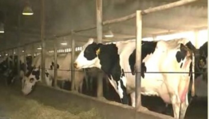 Antibioticele din carne, pericol pentru sănătate